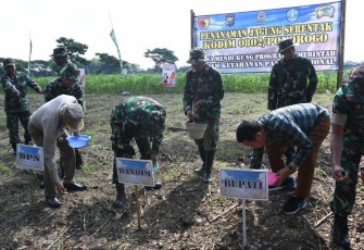 Kodim 0802/Ponorogo Lakukan Penanaman Jagung Serentak