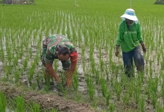 Babinsa saat Bantu Petani Penyiangan Gulma