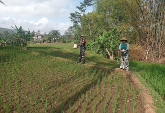 Babinsa Kodim Ponorogo Bantu Petani Pupuk Tanaman Padi 
