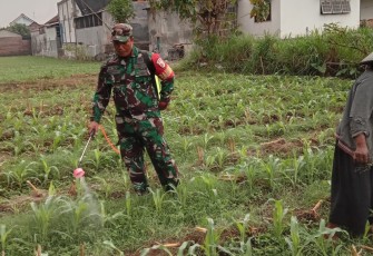 Babinsa Winong bantu Petani Kendalikan Hama Sejak Dini