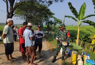Babinsa Koramil Pilangkenceng Bersama PPL Bagikan Obat Pemberantasan Hama Wereng