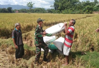 Babinsa Kodim Ponorogo Bantu Angkat Gabah