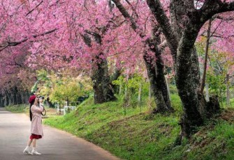 Ilustrasi mekarnya bunga sakura di Jepang