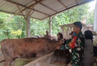Babinsa Desa Rejosari Dampingi Vaksinasi PMK pada Ternak Sapi Warga