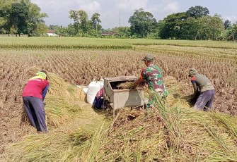 Babinsa Kodim Ponorogo Giat Pendampingan Petani Panen Padi