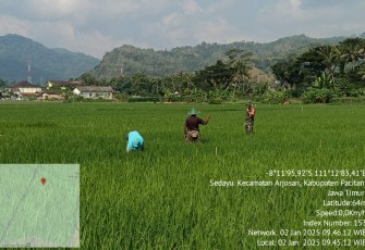 Babinsa Koramil 0801/03 Arjosari saat Lakukan Perawatan Padi