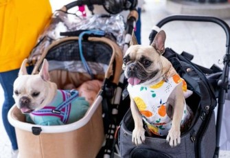 5 Mall Pet Friendly di Jakarta