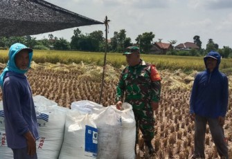 Anggota Koramil Tipe B 0807/05 Ngunut, melaksanakan kegiatan pendampingan pertanian panen padi bersama warga binaan yang tergabung dalam Kelompok Tani Sumber Asih, Desa Purworejo, Kecamatan Ngunut, Kabupaten Tulungagung, Jawa Timur, Kamis (14/08/2025)