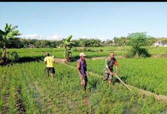 Babinsa Kodim Ponorogo Pendampingan Petani Bantu Bersihkan Gulma Tanaman Padi