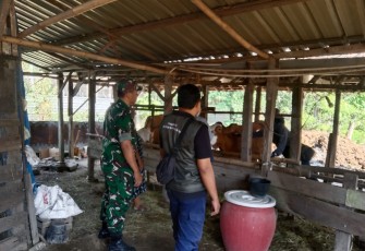 Babinsa Kedunggalar Dampingi Petugas Peternakan Ngawi Laksanakan Vaksinasi PMK 