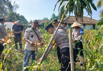 Panen Jagung Bersama di Lahan Ketahanan Pangan Desa Tulus Ayu