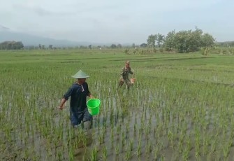 Komitmen Dukung Ketahanan Pangan Babinsa Koramil Karanganyar Aktif Bantu Petani 