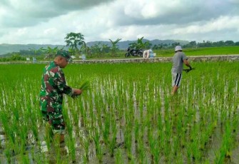 Serma Eko Dampingi Petani Menyiangi Padi