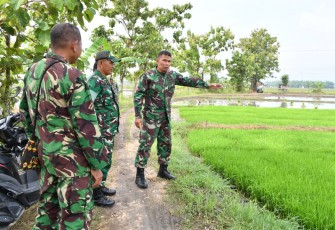 Komandan Kodim 0802/Ponorogo Letkol Inf Dwi Soerjono melakukan peninjauan langsung ke berbagai lahan pertanian yang ada di masing masing wilayah Koramil jajaran Kodim 0802/Ponorogo