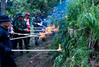 BNN RI Musnahkan 2 Hektare Lahan Ganja di Aceh Besar 