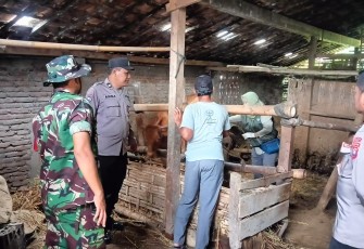Babinsa Karangjati Bersama Dinas Peternakan Sosialisasi dan Vaksinasi Hewan Ternak Sapi di Desa Sembung