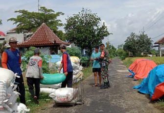 Babinsa Kodim Ponorogo saaat lakukan Pendampingan Petani Panen Padi