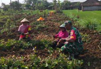Babinsa Koramil Jogorogo dan Petani saat Panen Ubi Jalar