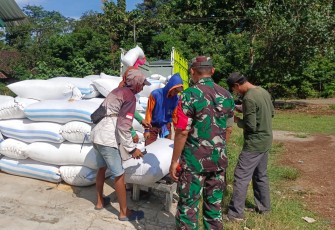 Babinsa Posramil Gerih dan Bulog saat Angkut 12 Ton Gabah Petani di Widodaren