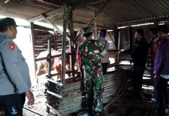 Babinsa Dampingi Pemberian Vaksin Ternak Sapi