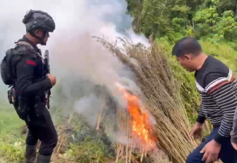 Operasi Pemusnahan 51,75 Hektare Ladang Ganja di Gayo Lues