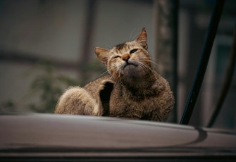 Mencegah Kutu Kucing Pada Peliharan