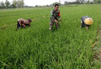 Penyiangan gulma persawahan wilayah desa binaan 