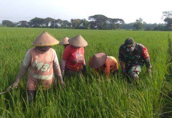 Bantu bersihkan hama tanaman padi petani wilayah desa binaan 