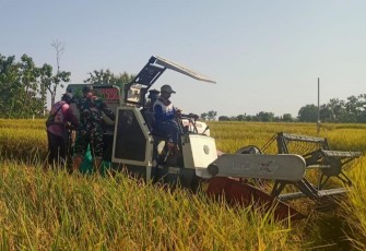 Panen padi petani binaan 