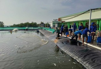 Panen udang vaname di SMK Perikanan dan Kelautan Puger, Jember, Jawa Timur 