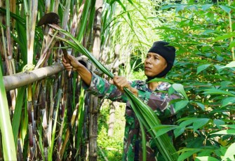 Budidaya tebu prajurit Korem 081/DSJ