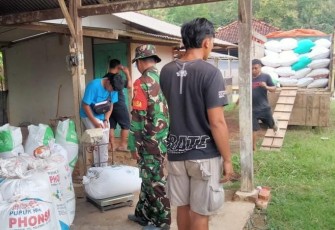 Penyerapan gabah petani desa binaan 