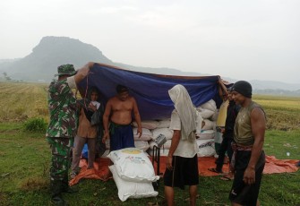 Babinsa Desa Tugu Dampingi Petani Panen Padi, 5 Ton Gabah Diserap Bulog