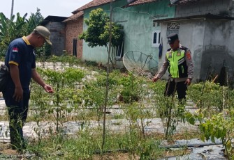 Polsek Belitang III Laksanakan Pendampingan Pengecekan Lahan Pertanian Milik Warga yang di Tanami Cabai
