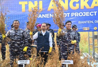 Kasal Laksamana TNI Muhammad Ali panen kacang kedelai 