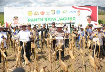 Kapolri Jenderal Listyo Sigit Prabowo panen raya jagung di Bone, Sulsel, Jum'at (16/5)