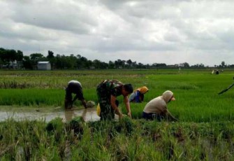 Serma Totok bantu petani desa binaan 