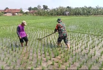 Penyiangan gulma persawahan wilayah desa binaan 