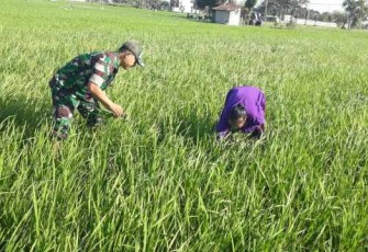 Penyiangan gulma persawahan wilayah desa binaan 