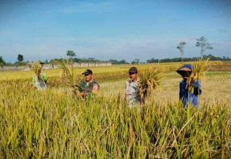 Panen raya padi di wilayah desa binaan