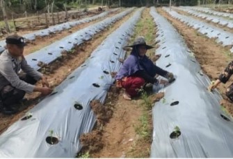 Bhabinkamtibmas Polsek Belitang II Cek Lokasi Pertanian Warga 