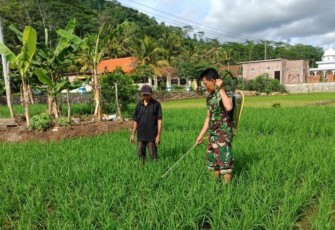 Babinsa Tanggulkundung dan Petani Bersatu Lawan Hama