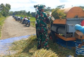 Babinsa Koramil Ngrambe Dampingi Sergap Bantu Panen Padi di Desa Setono