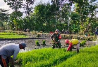Serka Robik Bantu Penyiapan Bibit Padi