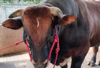 Sapi Qurban Keluarga Bung Karno 