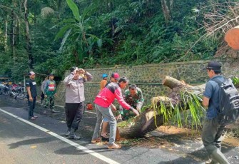 Evakuasi pohon tumbang di jalan 