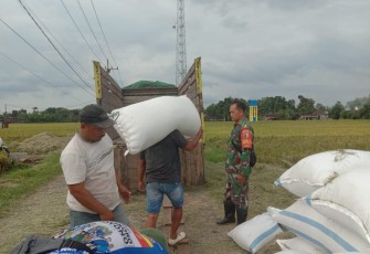 Babinsa Koramil Mantingan Bersinergi Dengan Bulog Lakukan Sergap Hingga Panen Usai 
