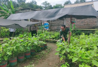 Babinsa Koramil Gemarang Pastikan Ketersediaan Bibit Sayuran