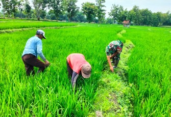 Babinsa Desa Prambon Dampingi Pembersihan Gulma di Sawah Warga