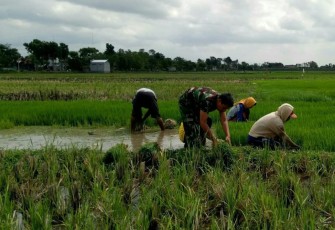 Babinsa Desa Bono Dampingi Pencabutan Benih Padi Siap Tanam